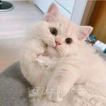 Avatar of Fatima Khan